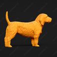 886-Basset_Fauve_de_Bretagne_Pose_03.jpg Basset Fauve de Bretagne Dog 3D Print Model Pose 03