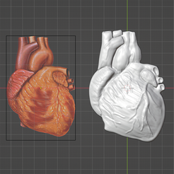 heart-1.png Free STL file 3D Human Heart・3D printer design to download, 2far