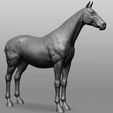 6.jpg Horse Breeds Collection