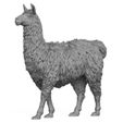 3D-Print-Ready-Llama-02.jpg Llama Animal 3D Print Model