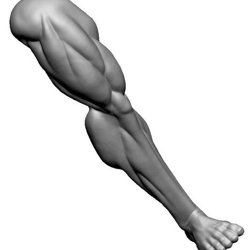 🦵 Muscular leg・ STL File for 3D printing・Cults