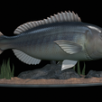 Dentex-statue-1-10.png fish Common dentex / dentex dentex statue underwater detailed texture for 3d printing