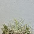 20230601_064503.jpg Decorative Planter
