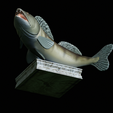 zander-trophy-21.png zander / pikeperch / Sander lucioperca fish in motion trophy statue detailed texture for 3d printing