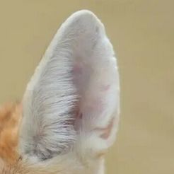 feen.jpg STL file fennek ears fursuit・3D printer design to download