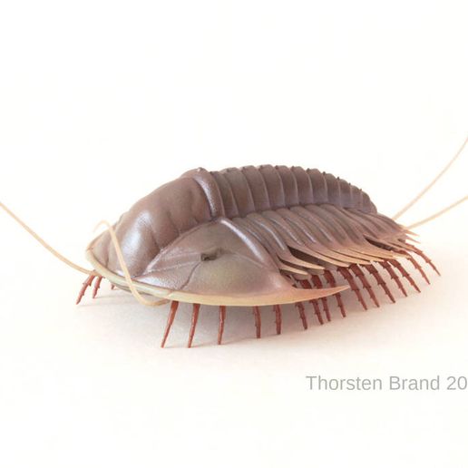 Oserratus_side.JPG Olenoides serratus (trilobite)