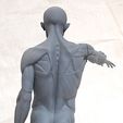 houdon_ecorche_smallc.jpg human body grassetti ecorche stl model for 3d print
