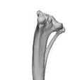 Front-view.jpg Deformed tibia of a small dog