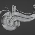 matcap01.jpg Pancreas Cross Section Anatomy