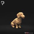 Dachshund-Miniature-Wire-Haired-Pose-04-Dog-3D-Print-1s.jpeg Dachshund Miniature Wire Haired Pose 04