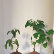 20250111_092940.jpg Kokedama Stand Succulent Plant indoor pot deco