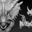 09.jpg Triceratops Head