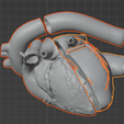 20.png 3D Model of Heart (2.3.4.5 chamber view) - 4 pack