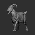 Goat6.jpg Goat 3D print model
