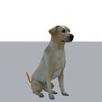 d dog 1.jpg Labrador Dog Realistic Pet Lovers Gift Free Stl
