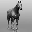 7.jpg Horse Breeds Collection