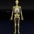 human-skeleton-set-complete-separable-labelled-bone-names-parts-3d-model-blend-45.jpg Human skeleton set complete separable labelled bone names parts 3D model