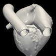 3.png 3D Model of Heart (2.3.4.5 chamber view) - 4 pack