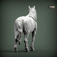 Percheron6.jpg Caballo percherón Modelo de impresión 3D