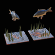 carp-scenery-45cm-20.png two carp scenery in underwather for 3d print detailed texture
