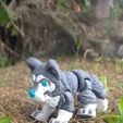 WhatsApp-Image-2026-05-22-at-10.05.21-AM.jpeg Joli loup gris