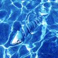 Shark_001.jpg Бесплатный STL файл Шарнирная акула・3D-печатная модель для загрузки, mcgybeer