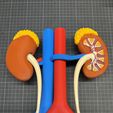 Urinary System Kidneys, bladder, glands