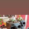 IMG_20210413_204204_344.jpg skull plantpot