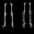 Skeleton-legs-bones.jpg Skeleton legs bones (56 bones)