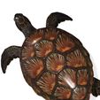 11.jpg Download TORTOISE Turtle Pokémon TURTLE DOWNLOAD TORTOISE 3D MODEL RIGGED TURTLE TORTOISE DINOSAUR ANIMATED - OBJ - FBX - 3DS MAX - MAYA - BLENDER - UNITY - UNREAL - CINEMA 4D FOR YOUR REAL 3D PROJECT MARINE SEA TURTLE