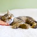 Le-Chat