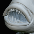 Dentex-trophy-66.png fish Common dentex / dentex dentex trophy statue detailed texture for 3d printing