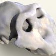 87ca0339de360cb6e414bd38f92c7845_preview_featured.jpg Paranthropus/Australopithicus Boisei Skull