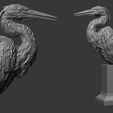 1.jpg Grey Heron bust