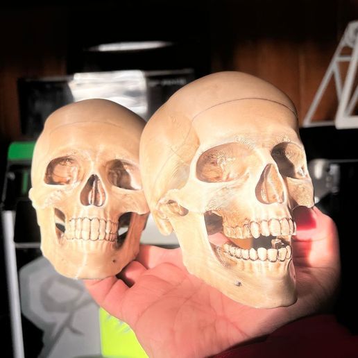 dcadf621-d3d6-4802-9900-94ee840a8995.jpg articulated human skull skull