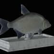 Bream-statue-12.png fish Common bream / Abramis brama statue detailed texture for 3d printing