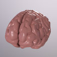 a001_Camera-1.png STL file Human Brain・3D printing idea to download