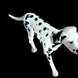 06.jpg DOG - DOWNLOAD Dalmatian 3d model - Animated for blender-fbx- Unity - Maya - Unreal- C4d - 3ds Max - CANINE PET GUARDIAN WOLF HOUSE HOME GARDEN POLICE  3D printing DOG DOG
