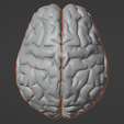 3.png 3D Model of Human Brain v3
