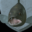 zander-head-trophy-16.png fish head trophy zander / pikeperch / Sander lucioperca open mouth statue detailed texture for 3d printing