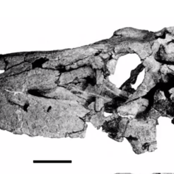 4.png aurosuchus galilei  Fossil Pseudosuchid
