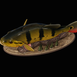 Peacock-Bass-statue-1-3-12.png FISH in motion Peacock bass (Cichla ocellaris) fish natural base detailed texture for 3d printing