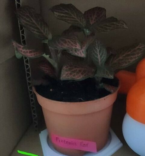 Small Plant Tray