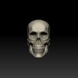 ZBrush-Document2.jpg Regular Human Skull - Detachable Jaw