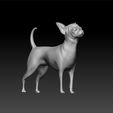 chih1.jpg Chihuahua - Dog breed 3d model for 3d print