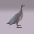 Partridge_0003.jpg Perdiz