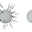 Ovum_Wire_2.png Human Fertilization of Sperm and Egg cell (Ovum)
