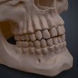 Human_Skull_Render_3Demon.654.jpg Anatomically Correct Human Skull - Homo Sapiens Sapiens