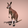 1.png Kangaroo 🦘🌿