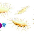 Osteocyte_Render_4.png Osteocito Célula ósea